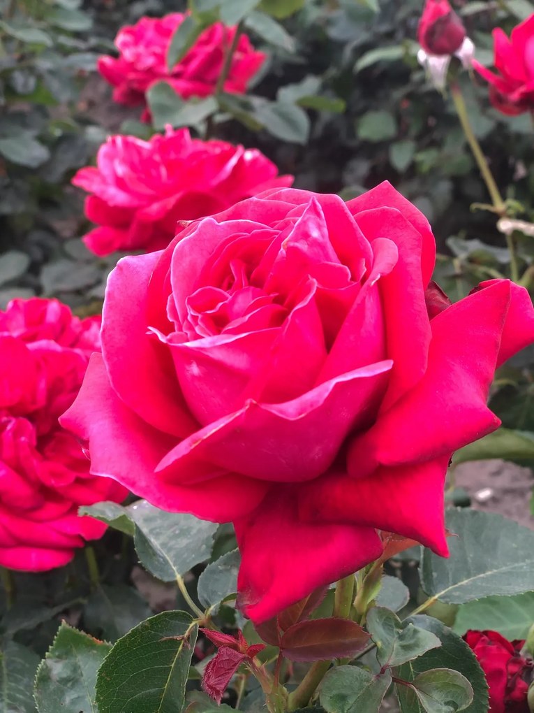 Rosa 'Dame de Coeur' (Queen of Hearts) - pot -