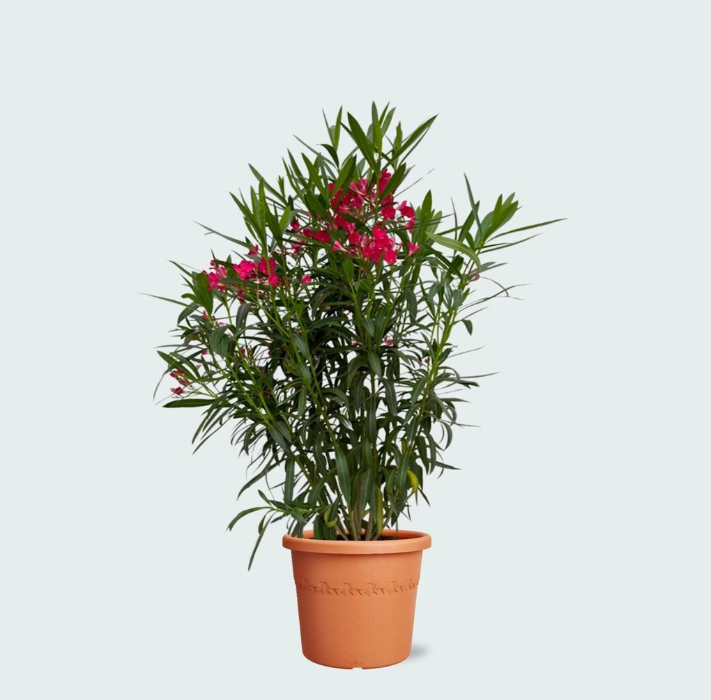 Nerium Oleander struik - 120cm