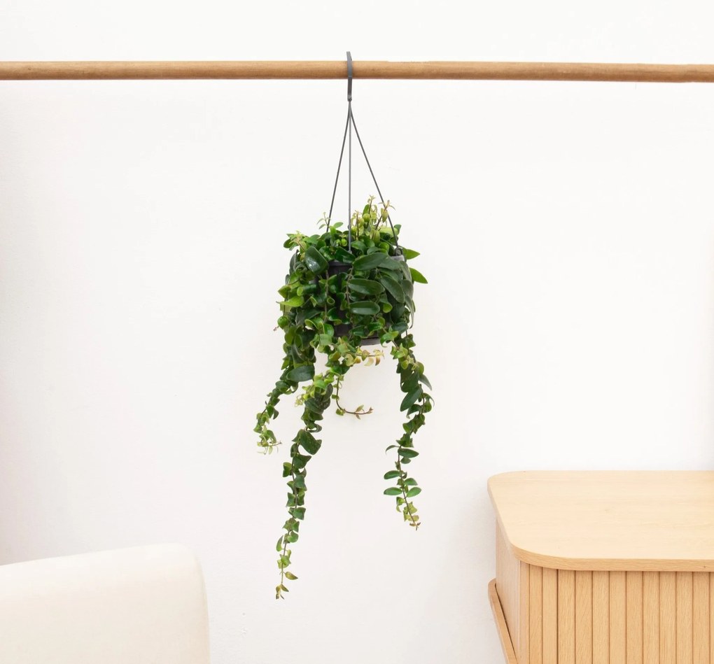 Aeschynanthus Rasta - 50 cm