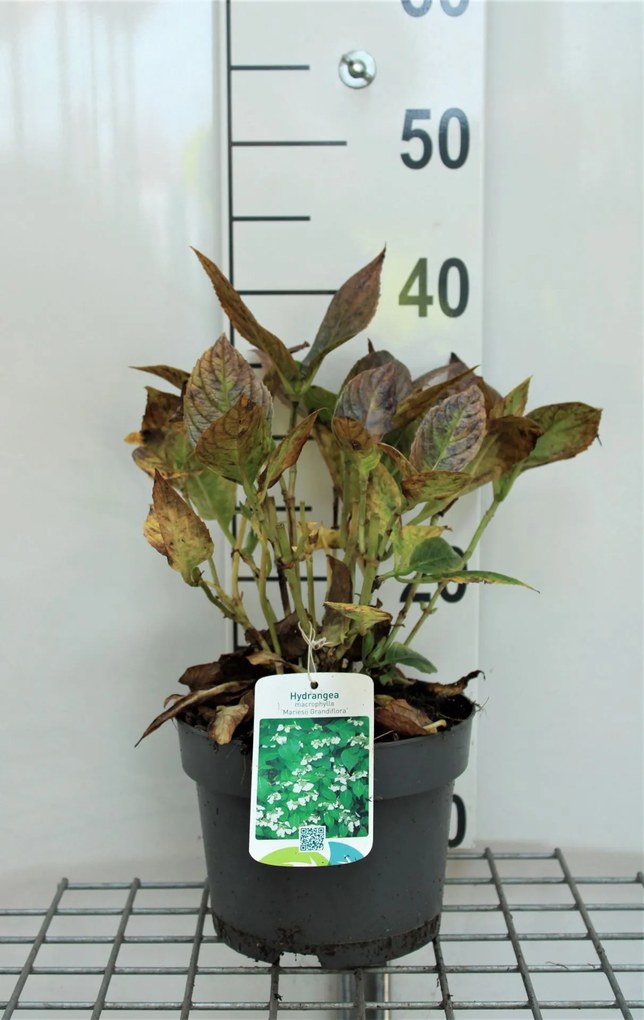 Hydrangea macrophylla 'Mariesii Grandiflora' - pot - 25-30 cm