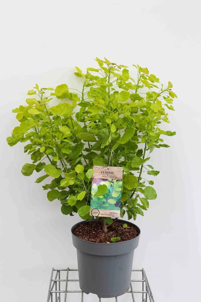 Cotinus coggygria 'Ancot' (Golden Spirit) - pot 12L - 80-100 cm
