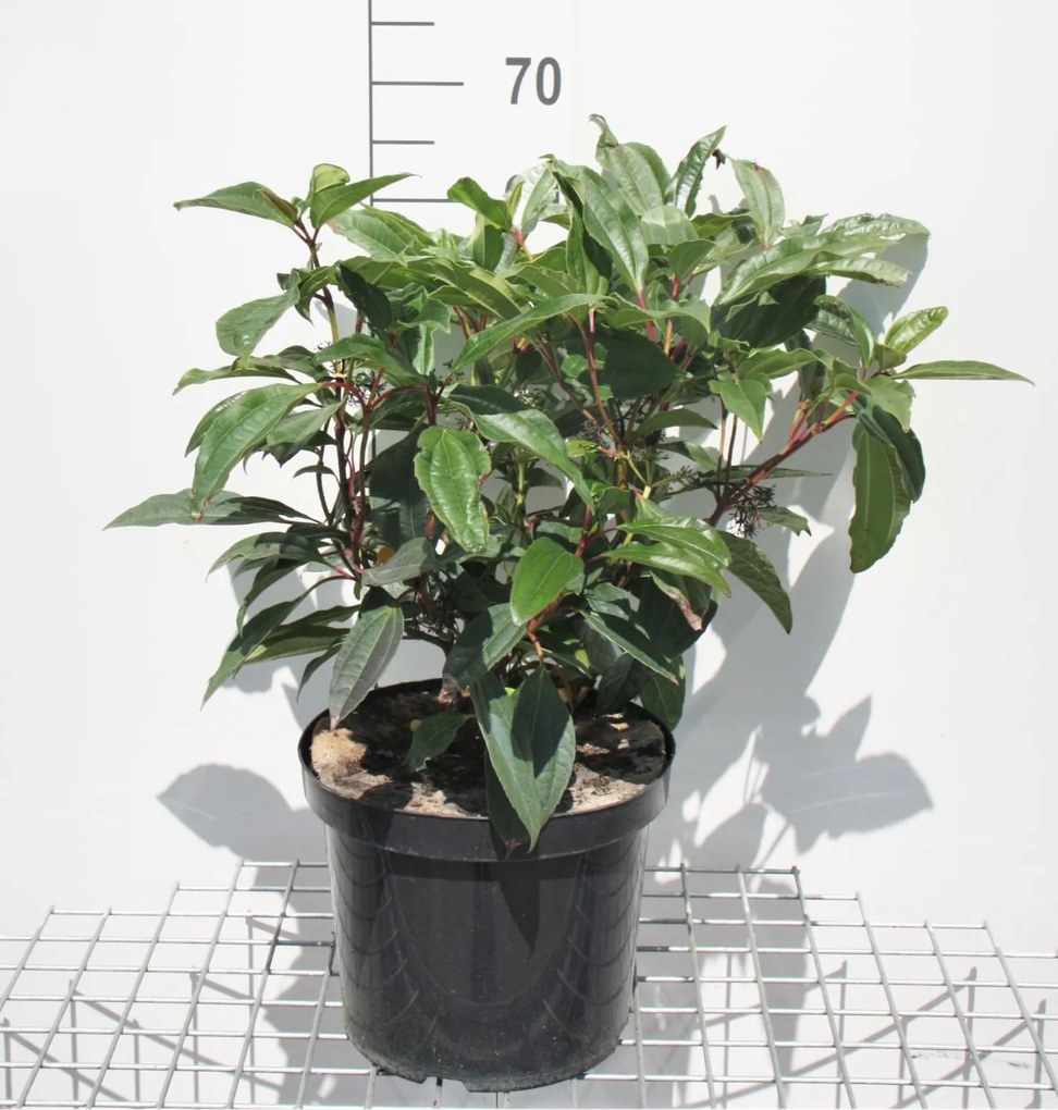 Viburnum davidii - pot 15L - 50-60 cm