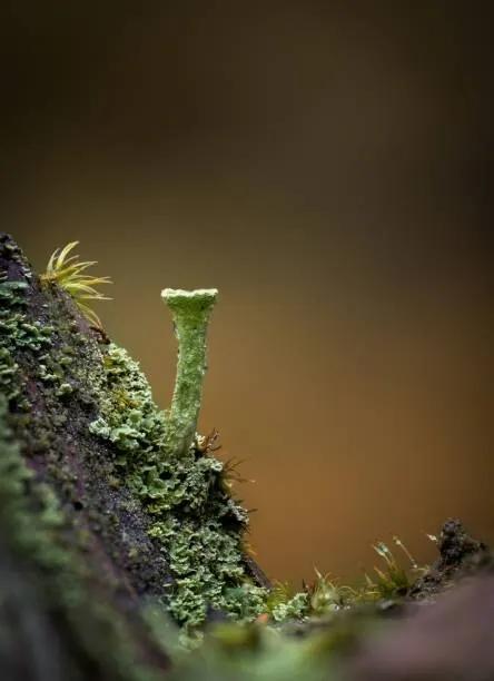 Foto Macro of a Cladonia pyxidata fungus,, Wirestock