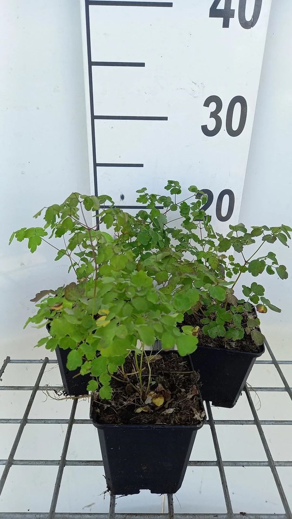 Thalictrum delavayi 'Hewitt's Double' - pot 9x9 cm -