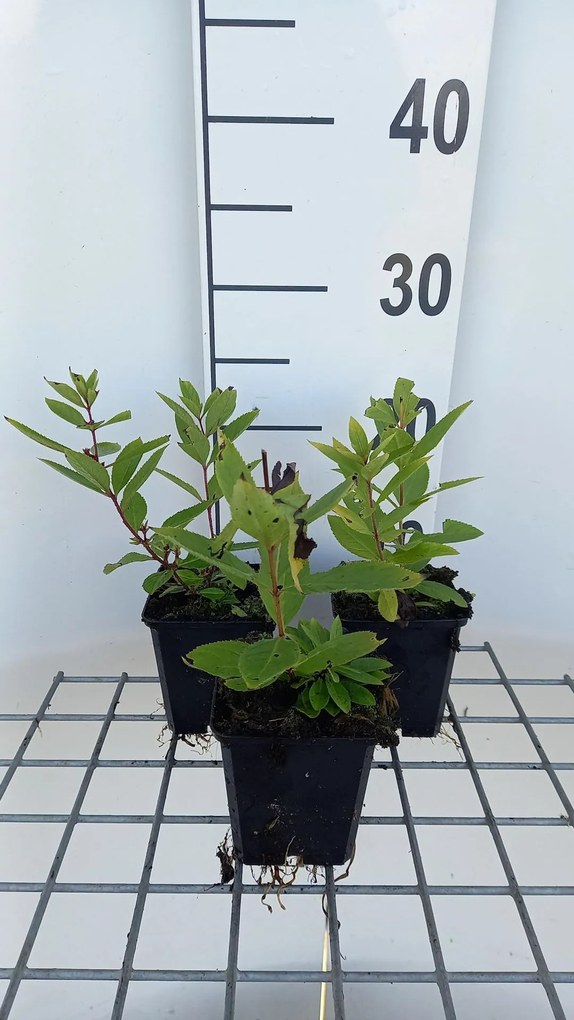 Veronicastrum sibiricum 'Red Arrows' - pot 9x9 cm -