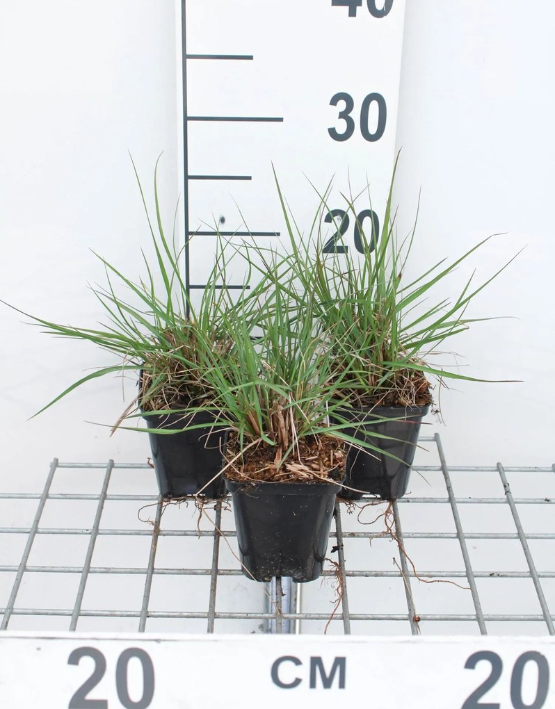 Pennisetum alopecuroides 'Cassian' - pot 9x9 cm -