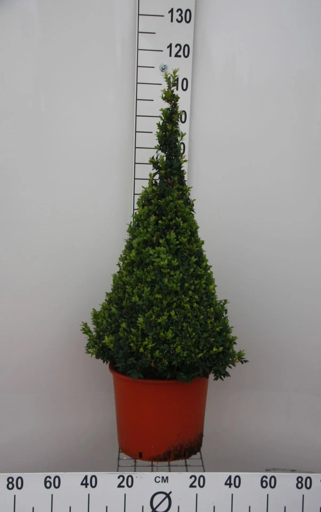 Buxus sempervirens - pot - 80+ cm - piramidevorm