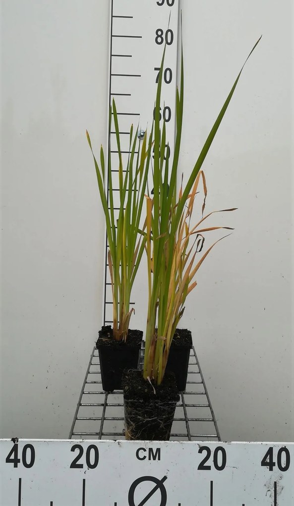 Typha latifolia - pot 9x9 cm -