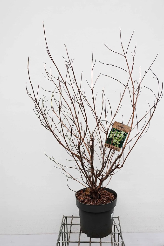 Cornus kousa var. chinensis - pot 12L - 100-125 cm