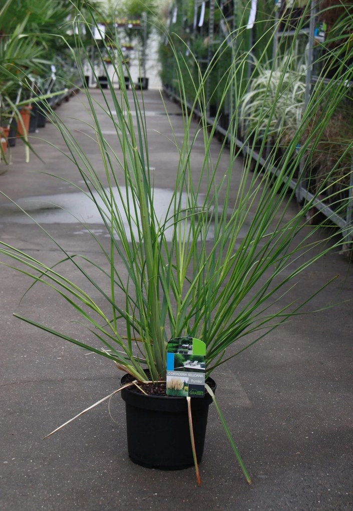 Cortaderia selloana 'Pumila' - pot 3L -