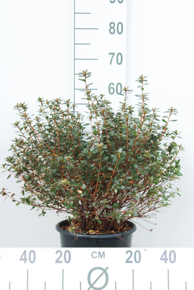 Azalea japonica - paars - pot 10L - 50-60 cm