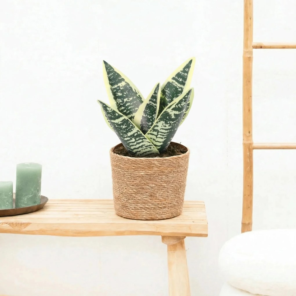 Kunst Sansevieria laurentii - 21cm