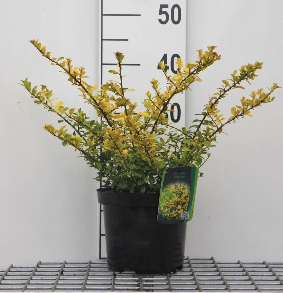 Ilex crenata 'Golden Gem' - pot - 20-30 cm -