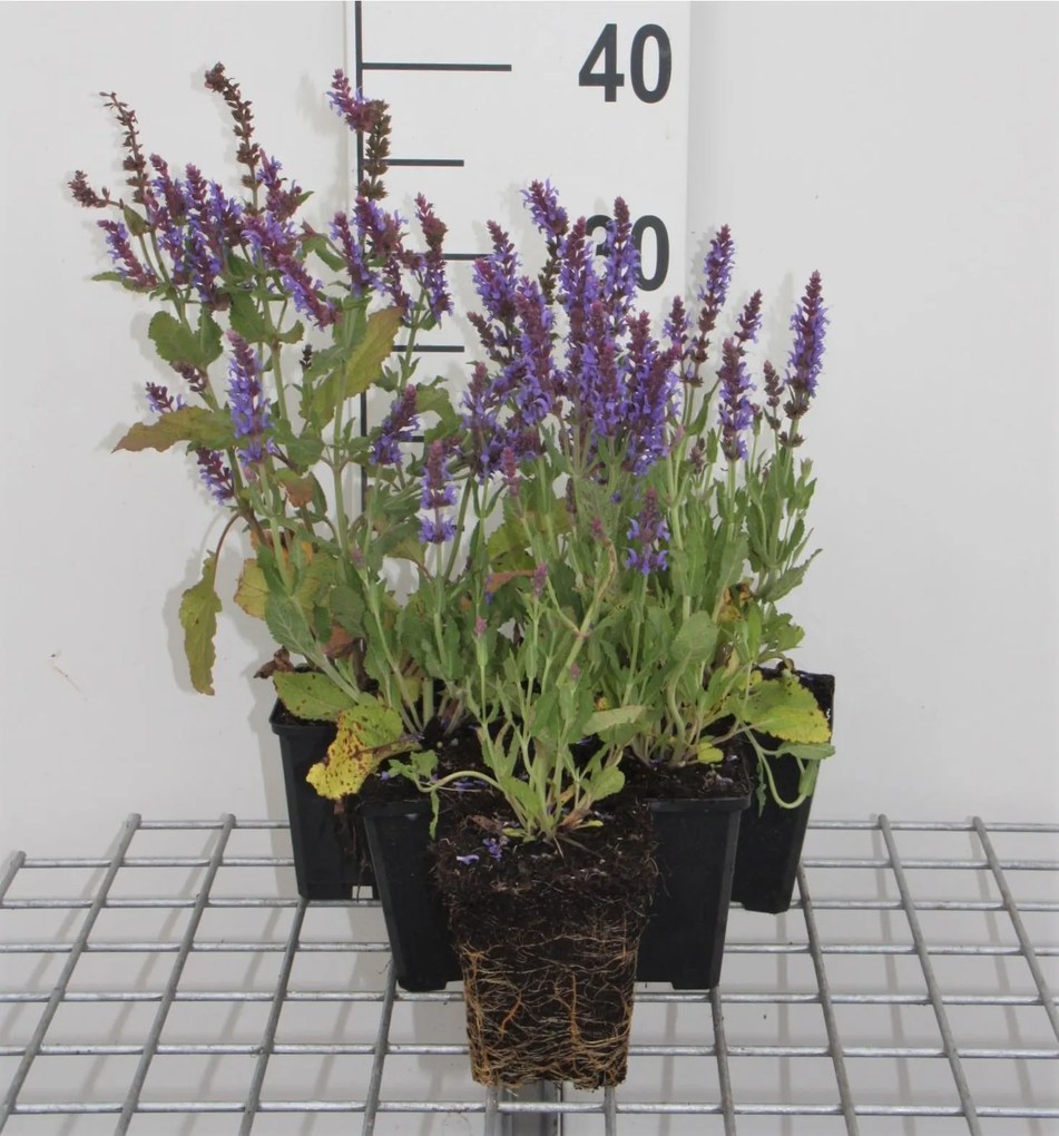 Salvia nemorosa 'Blauhügel' - pot 9x9 cm -