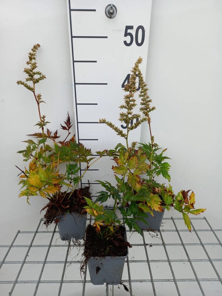 Astilbe 'Vision in White' - pot 9x9 cm