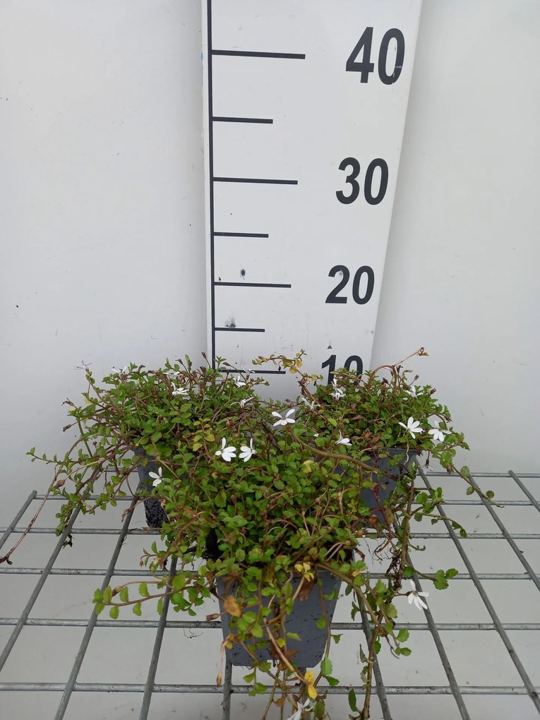 Pratia angulata 'Treadwellii' - pot 9x9 cm -