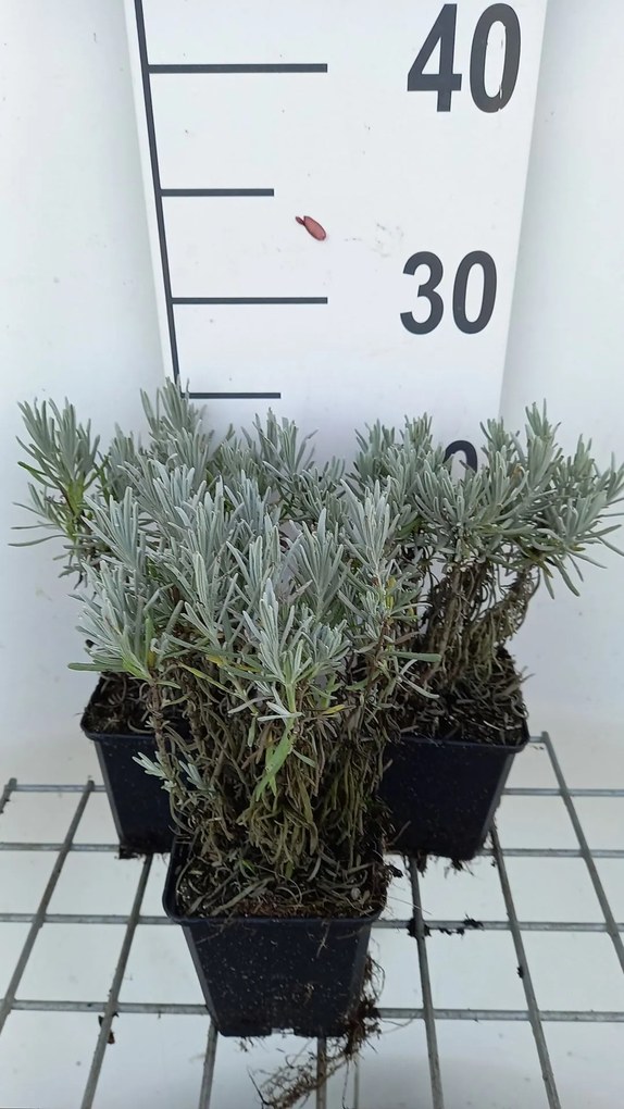 Lavandula x intermedia 'Grappenhall' - pot 9x9 cm (Lavendel)