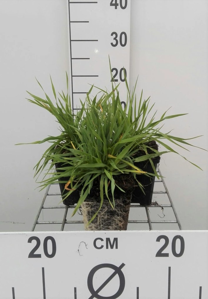 Briza media - pot 9x9 cm -