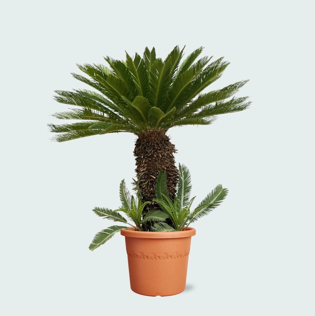 Cycas Revoluta - 180cm