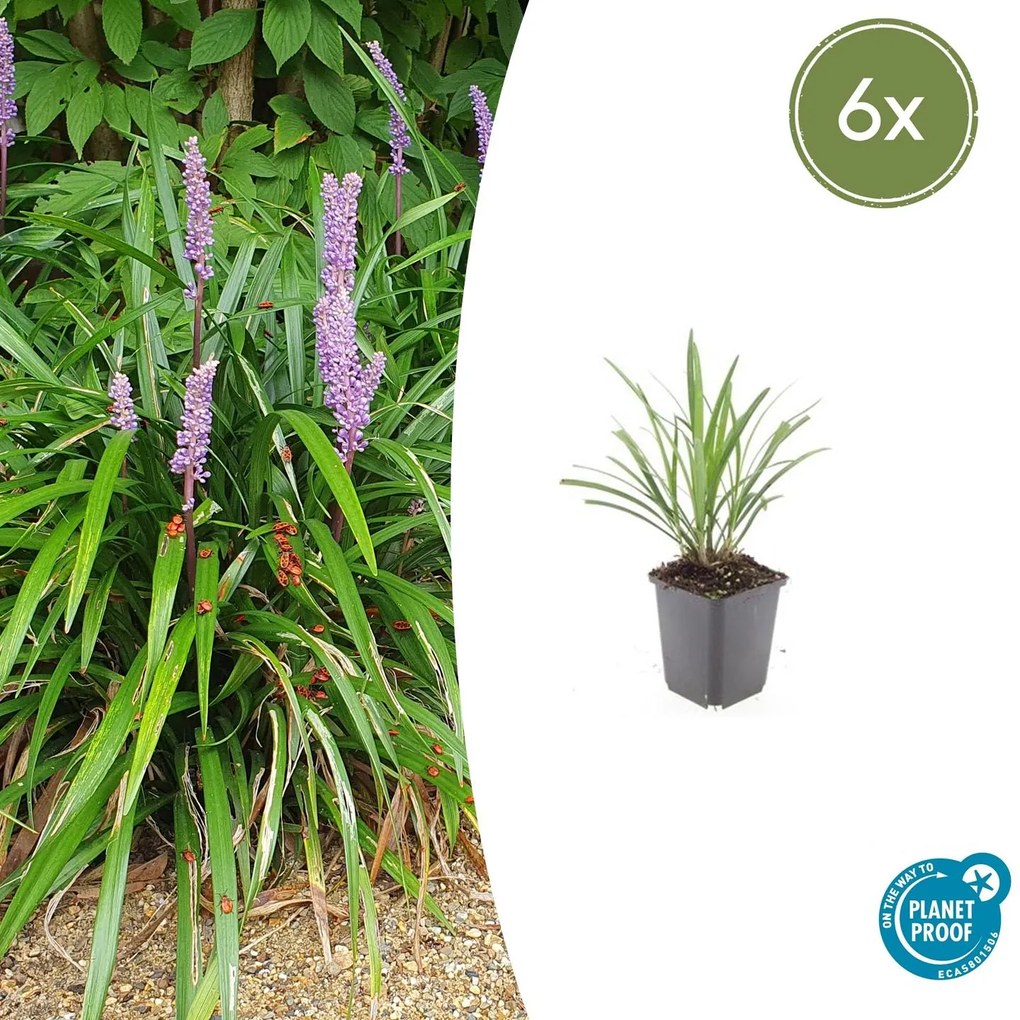 Liriope Muscari 'Ingwersen' - 20cm