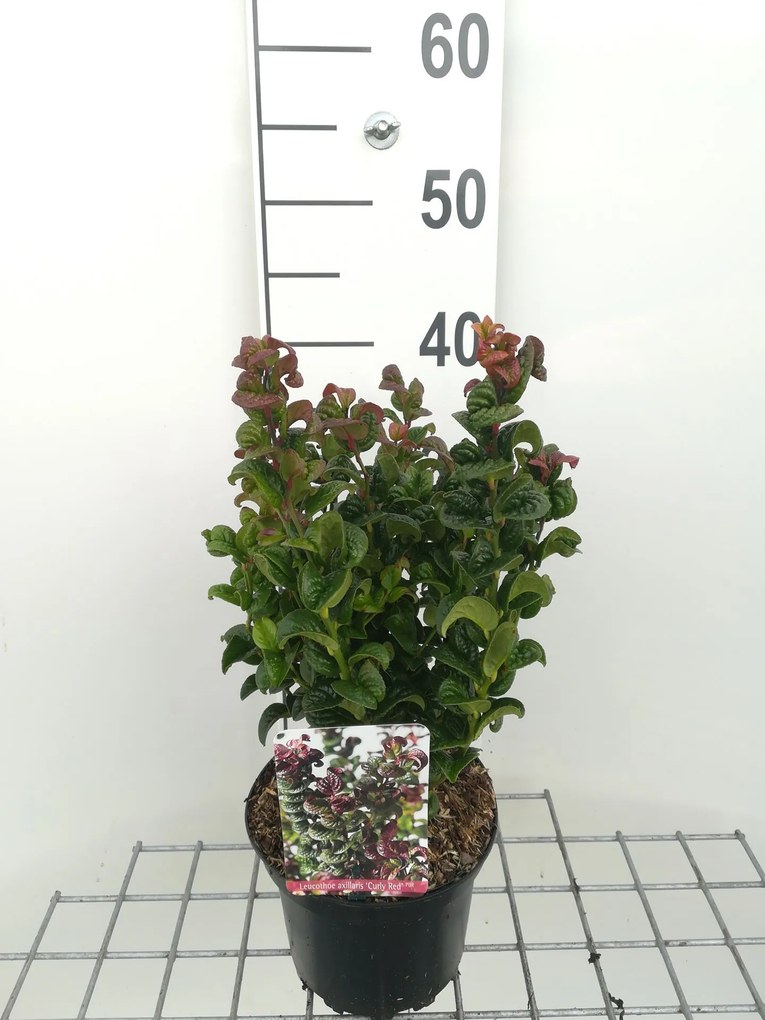 Leucothoe axillaris 'Curly Red' - pot - 20-30 cm