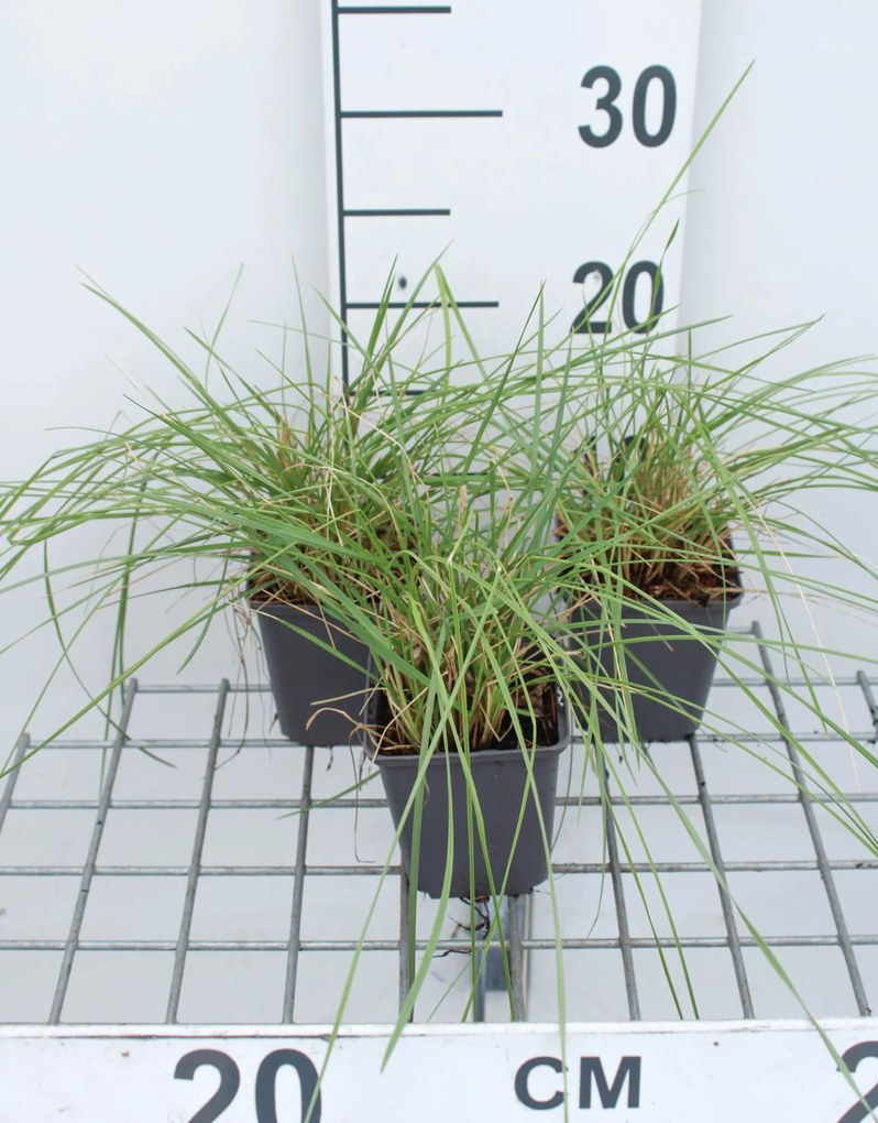 Festuca mairei - pot 9x9 cm