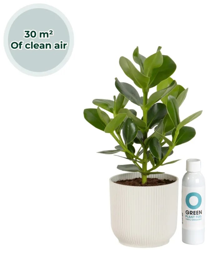 Ogreen - Champ inclusief pot Glacier