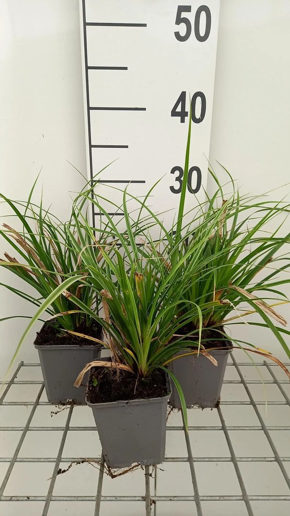 Carex morrowii 'Variegata' - pot 9x9 cm - Japanse Zegge