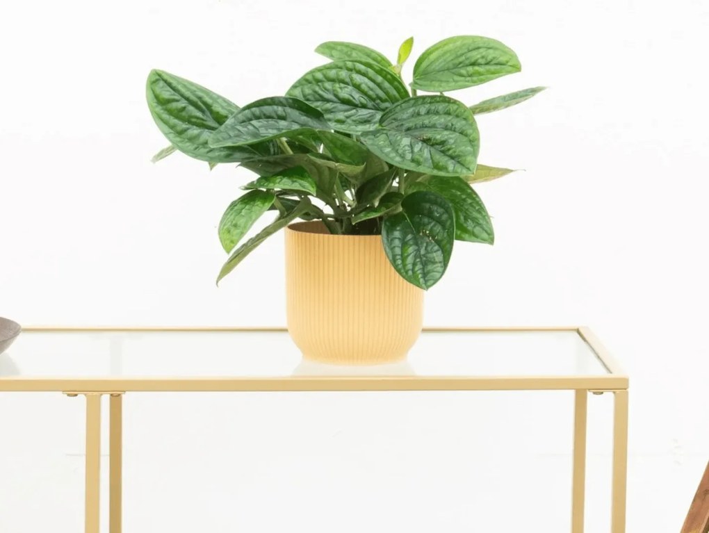 Epipremnum pinnatum 'Marble Planet' - 30 cm