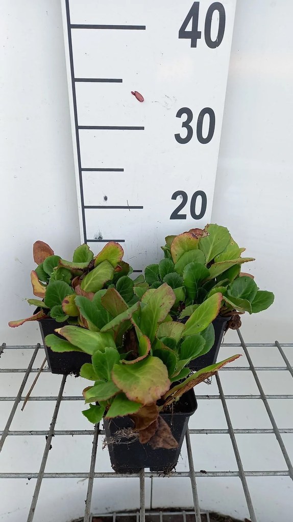 Bergenia 'Abendglut' - pot 9x9 cm