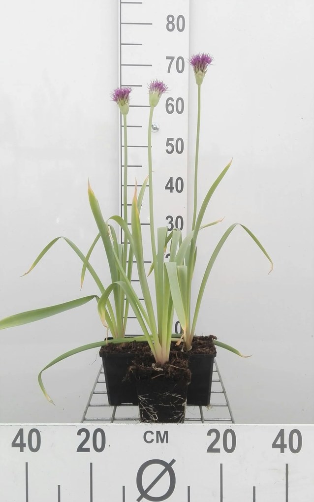 Allium aflatunense 'Purple Sensation' - Sierui - pot 9x9 cm -