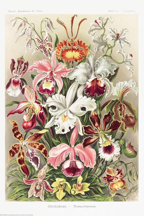 Poster Orchideen, Ernst Haeckel