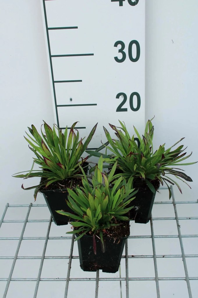 Lychnis alpina 'Plena' - pot 9x9 cm