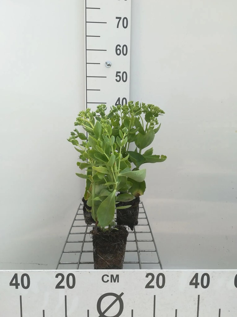 Sedum 'Herbstfreude' - pot 9x9 cm -