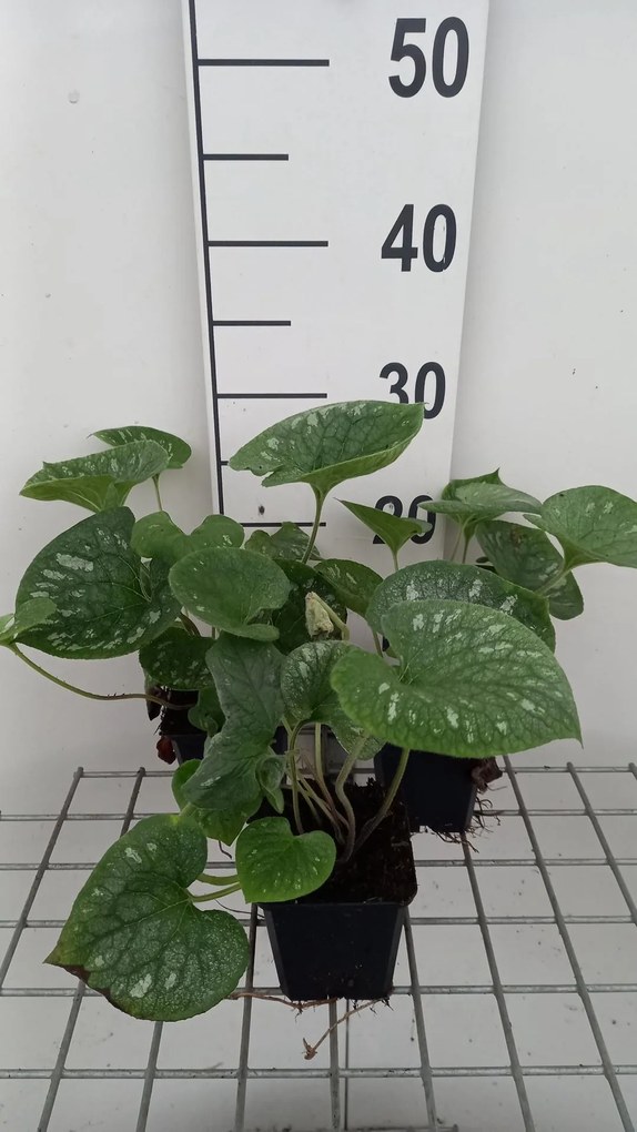 Brunnera macrophylla 'Emerald Mist' - pot 9x9 cm -