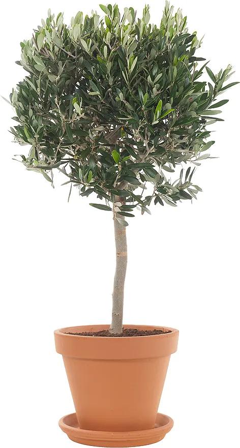 Olijfboom (Olea europaea) incl. terracotta pot