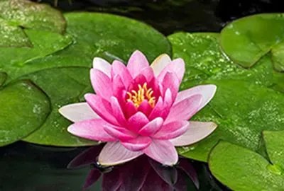 Nymphaea 'Charles de Meurville' - pot 11x11 cm