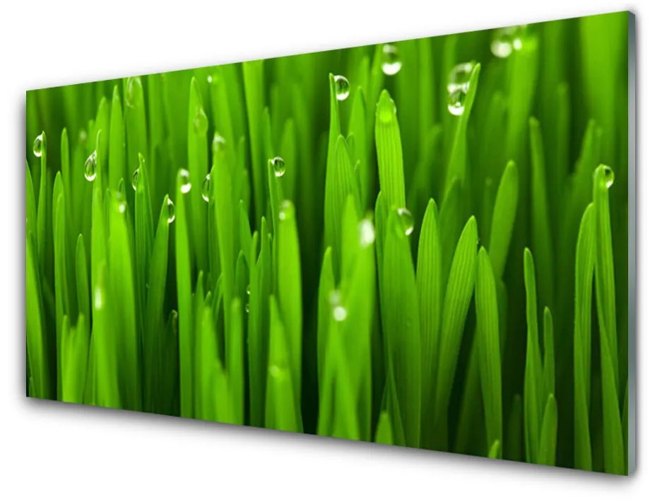 Glazen schilderij Grass nature plant 100x50 cm