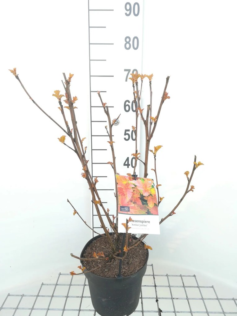 Physocarpus opulifolius 'Jefam' (Amber Jubilee) - pot 3L - 40-60 cm -