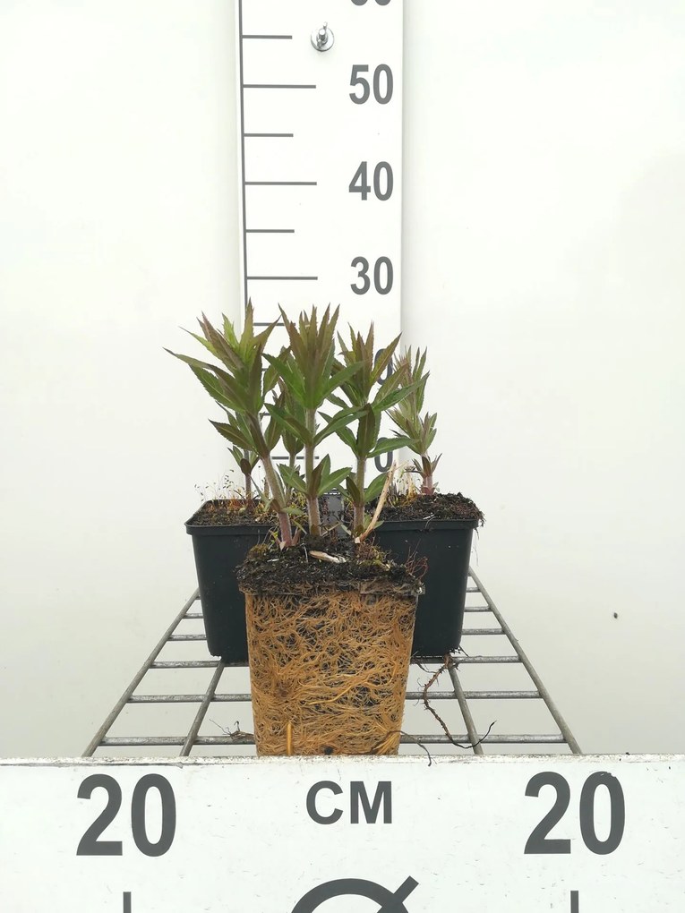 Veronicastrum virginicum 'Lavendelturm' - pot 9x9 cm -