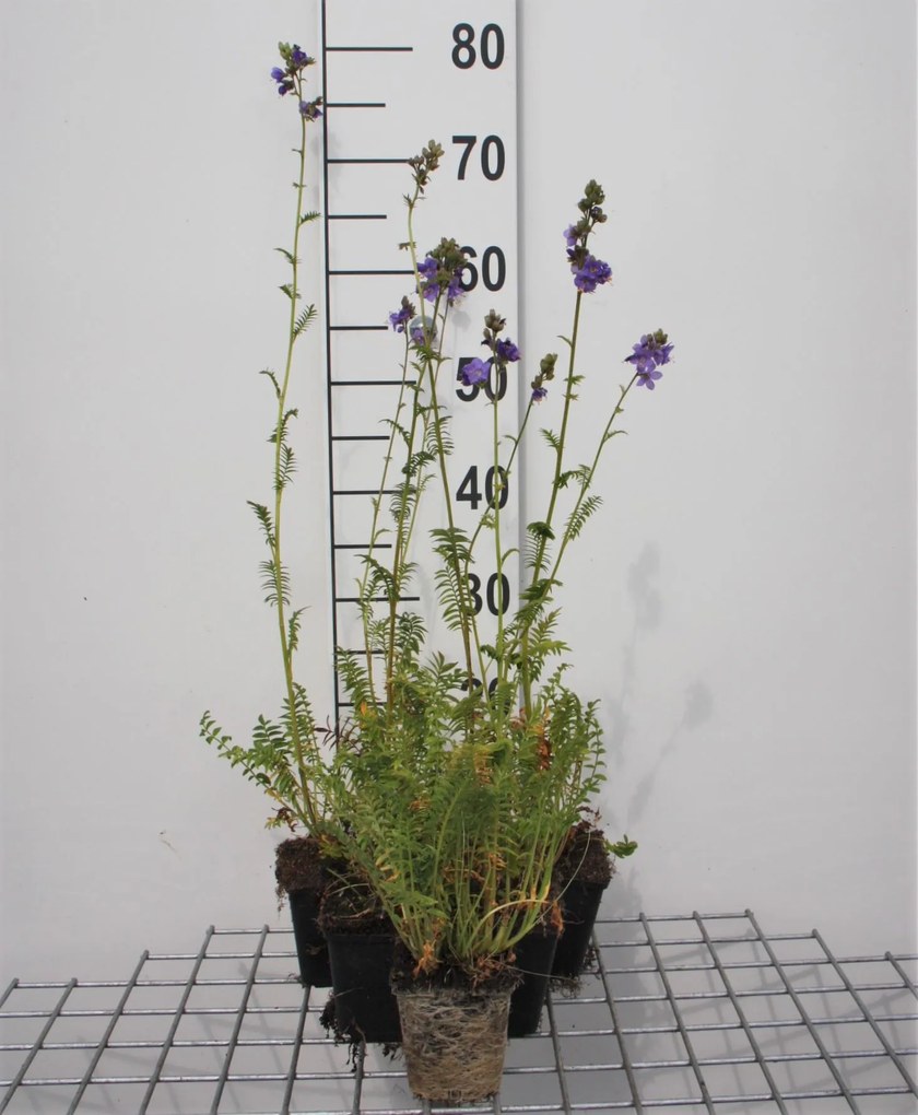 Polemonium caeruleum - pot 9x9 cm -