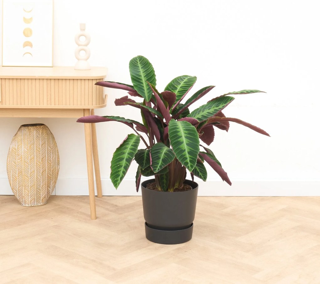 Calathea Warscewiczii - 70cm