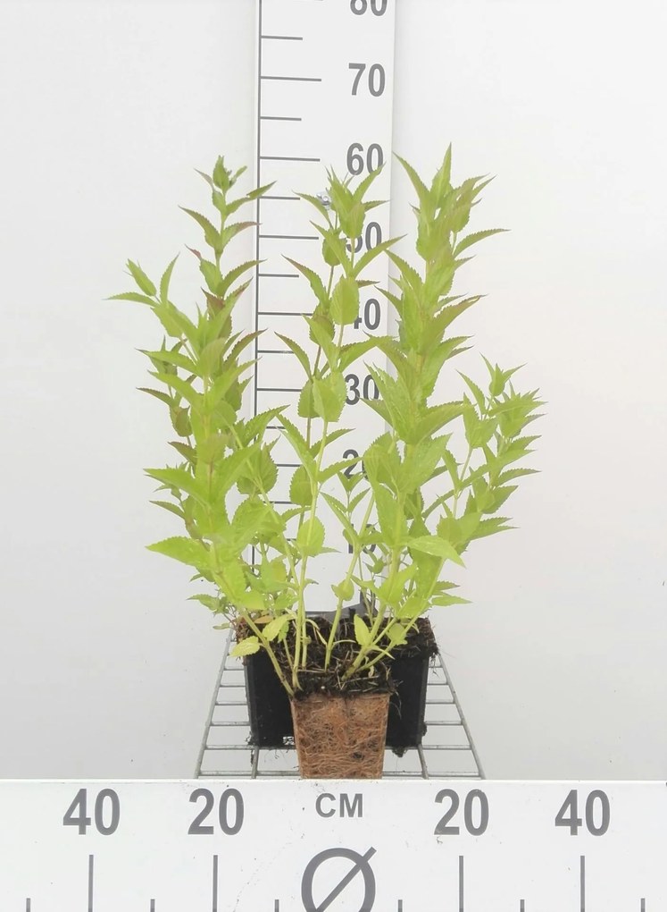 Nepeta sibirica - pot 9x9 cm