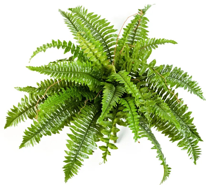 Kunstplant Varen Nephrolepis Boston - 60 cm