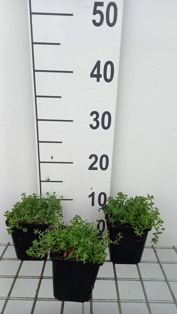 Sedum album - pot 9x9 cm -