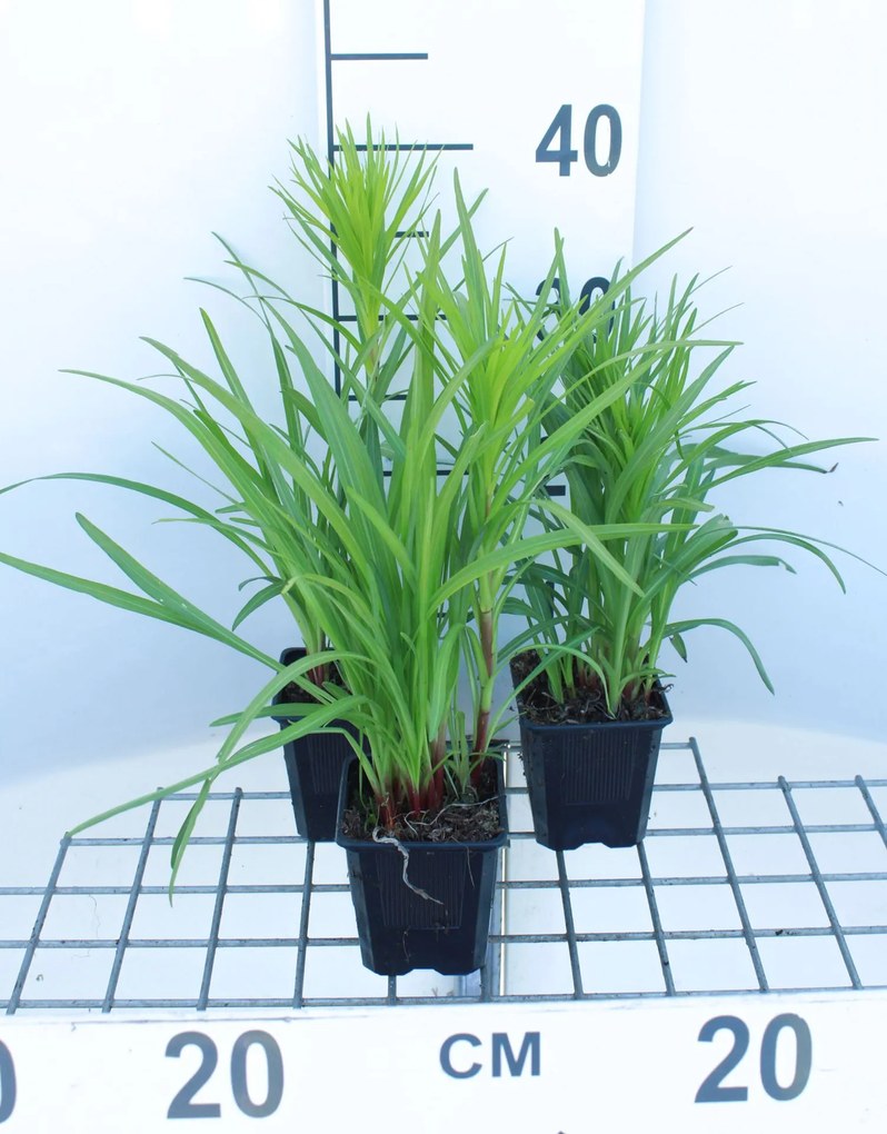 Liatris spicata - pot 9x9 cm -