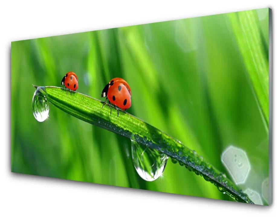 Foto in glas Ladybug grass drops 100x50 cm