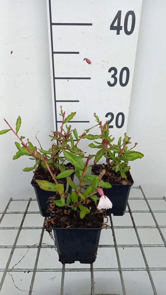 Gaura lindheimeri 'Madonna' - pot 9x9 cm