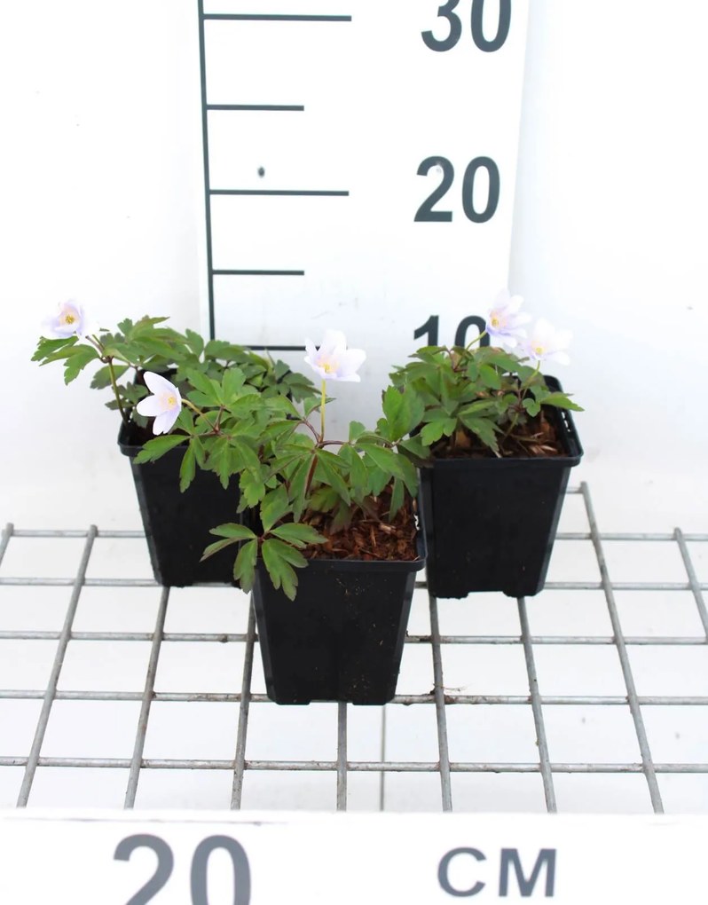 Anemone nemorosa 'Robinsoniana' - pot 9x9 cm