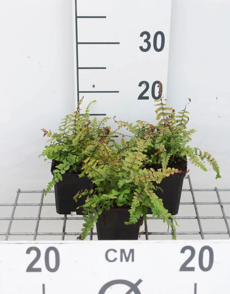 Dryopteris affinis 'Cristata' - pot 9x9 cm -